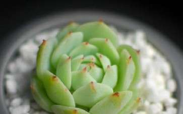 夏天必死多肉之静夜 怎么养 图片