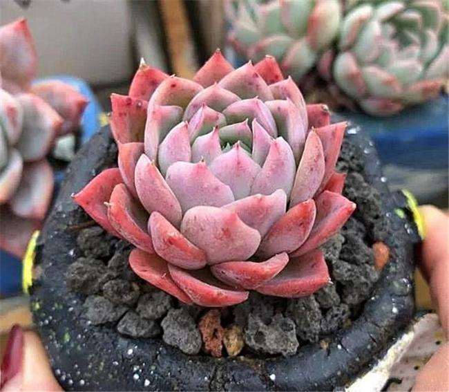 为什么多肉夏天要淋雨