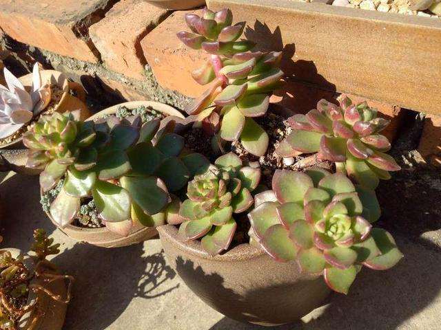 为什么多肉夏天要淋雨