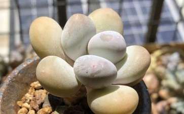 养了多肉 才发现夏天这么长 图片