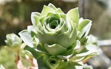 夏天多肉死了 土还能用吗 图片