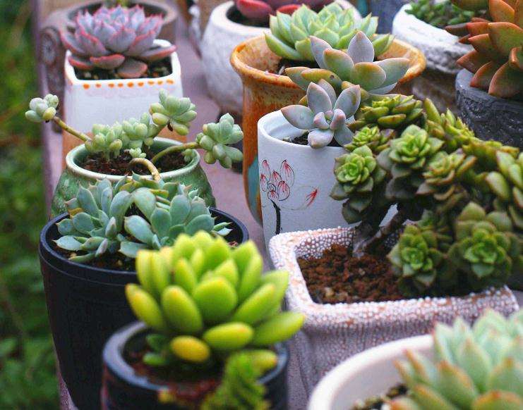 其它多肉用过的土