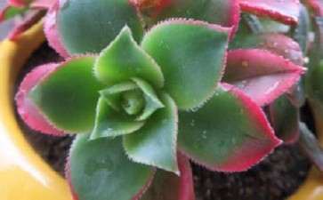 其它多肉用过的土 还可以使用吗