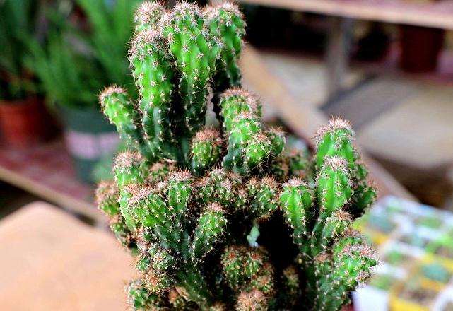 多肉用过的土 大家怎么处理