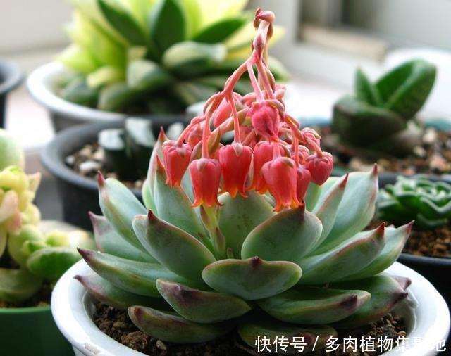 多肉用过的土 大家怎么处理