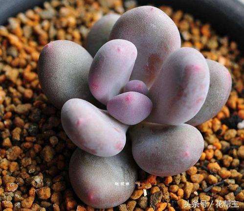 多肉用过的土 大家怎么处理