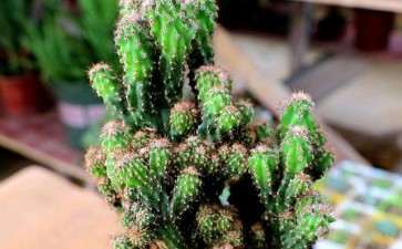 多肉用过的土 大家怎么处理