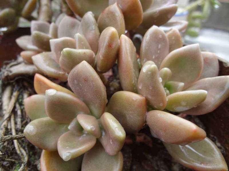 什么多肉不怕夏天和冬天的阳光啊