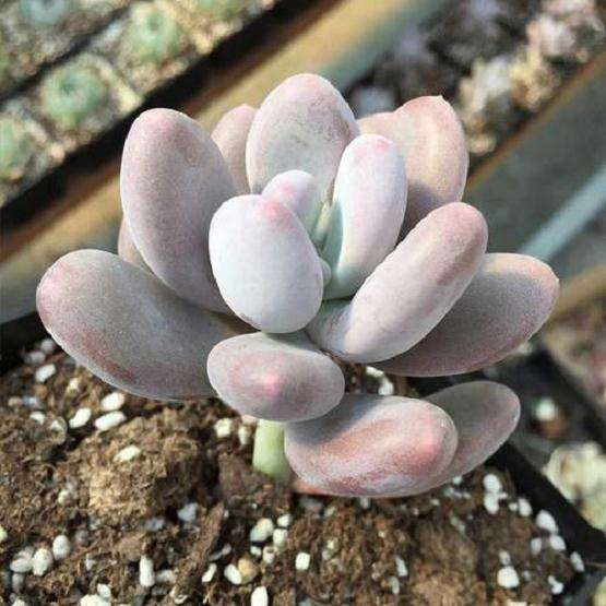 东北夏天多肉应该怎么养