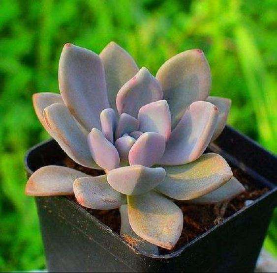 多肉怎么安全度夏