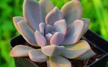 多肉怎么安全度夏的4个方法