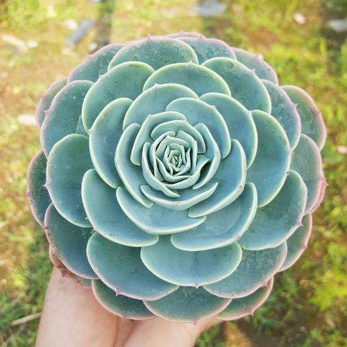 为什么玉蝶多肉 夏天容易死