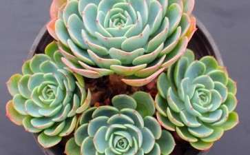 这些多肉植物 夏天容易死 大家要注意