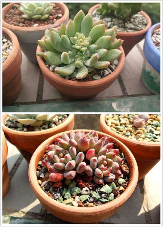 夏天也是多肉的生长季