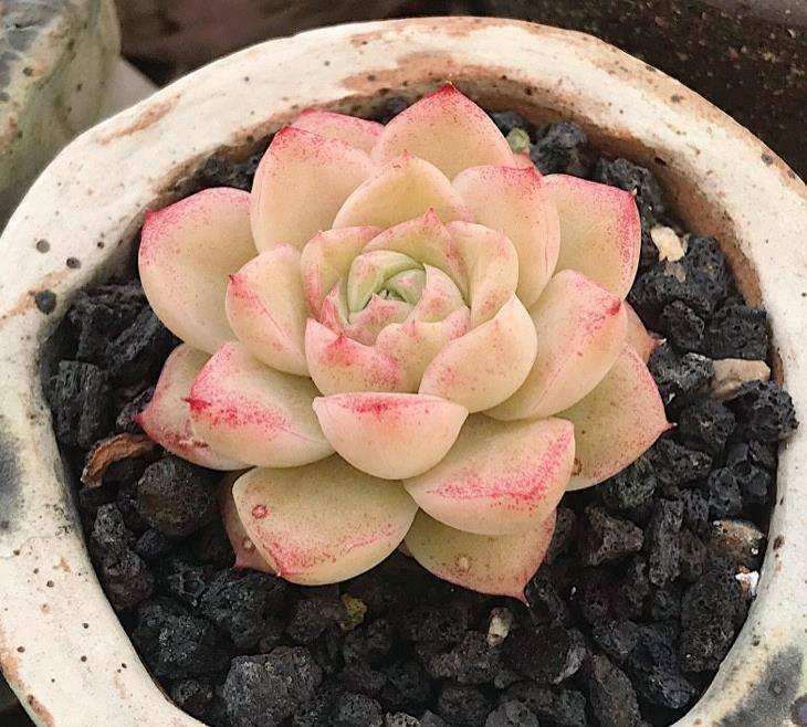 多肉怎么浇水啊