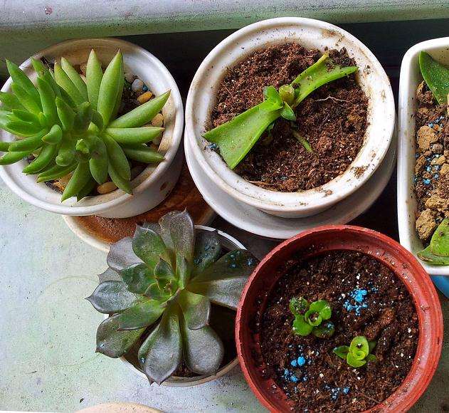 夏季刚结束 多肉怎么浇水啊