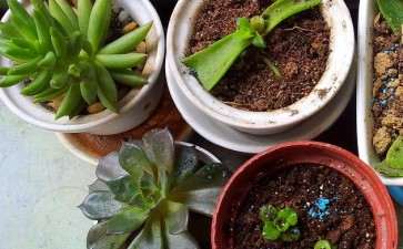 夏季刚结束 多肉怎么浇水啊 图片