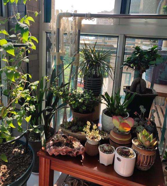 夏天室内阳台多肉