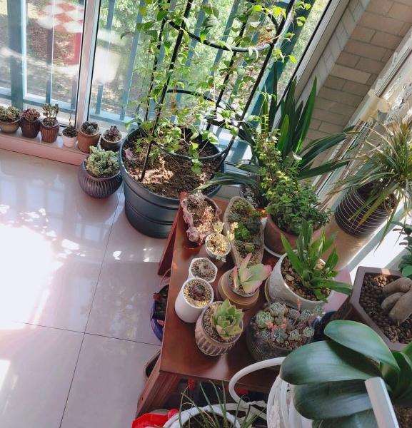 夏天室内阳台多肉