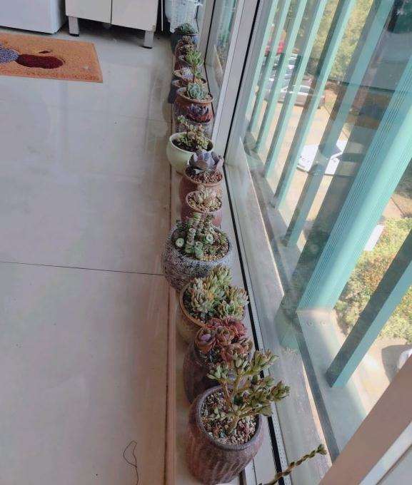 夏天室内阳台多肉