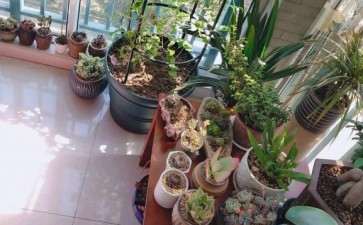 夏天室内阳台多肉 还需要做防晒吗