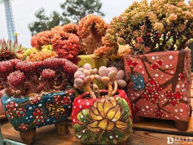 夏天多肉要不要遮雨 用什么好