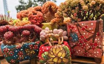 夏天多肉要不要遮雨 用什么好