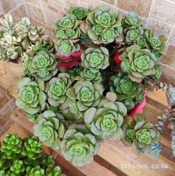 五月份买的多肉