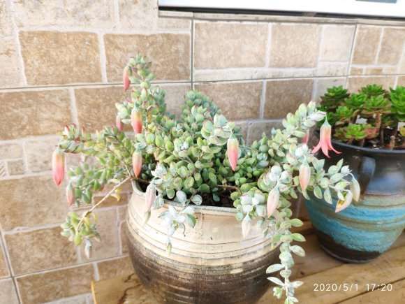 五月份买的多肉