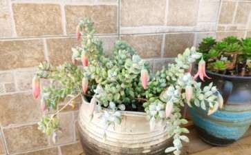 五月份买的多肉 听说夏天容易死