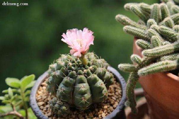 多肉植物夏季浇水到底该不该浇透