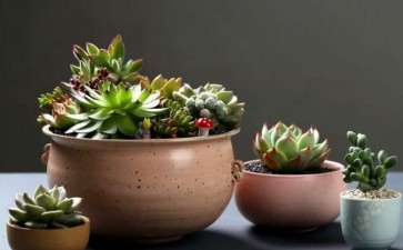 多肉植物夏季浇水到底该不该浇透