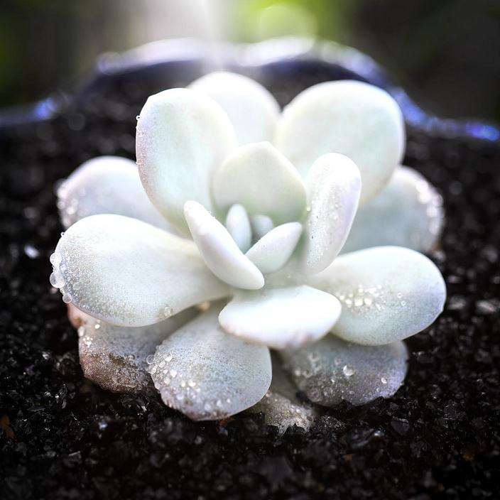 夏天阳光房养多肉