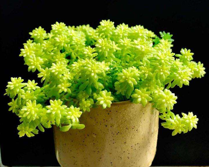 夏天阳光房养多肉