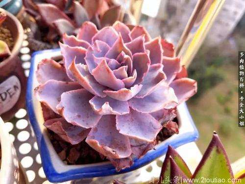 阳光房夏天会很热吧