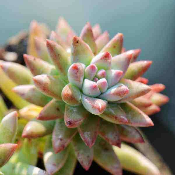 夏天多肉怎么用遮阳网比较好