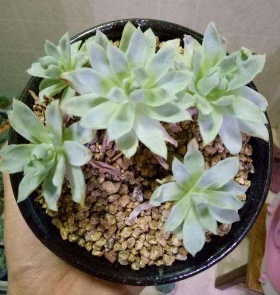 夏天40度 多肉都是怎么度夏的