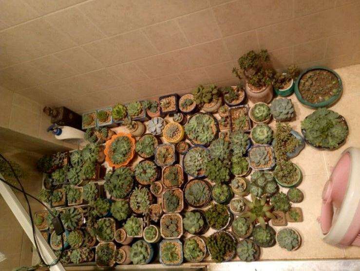 为什么夏天多肉要遮阳通风