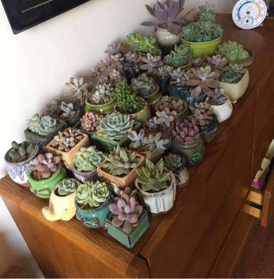 为什么夏天多肉要遮阳通风