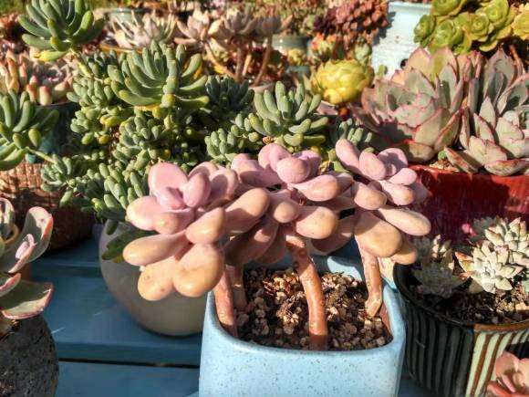 夏季多肉化水怎么办