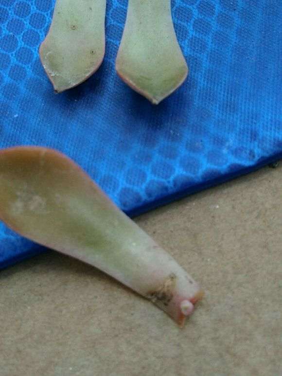 夏季多肉怎么叶插的方法