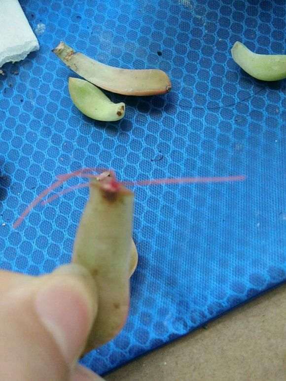 夏季多肉怎么叶插的方法