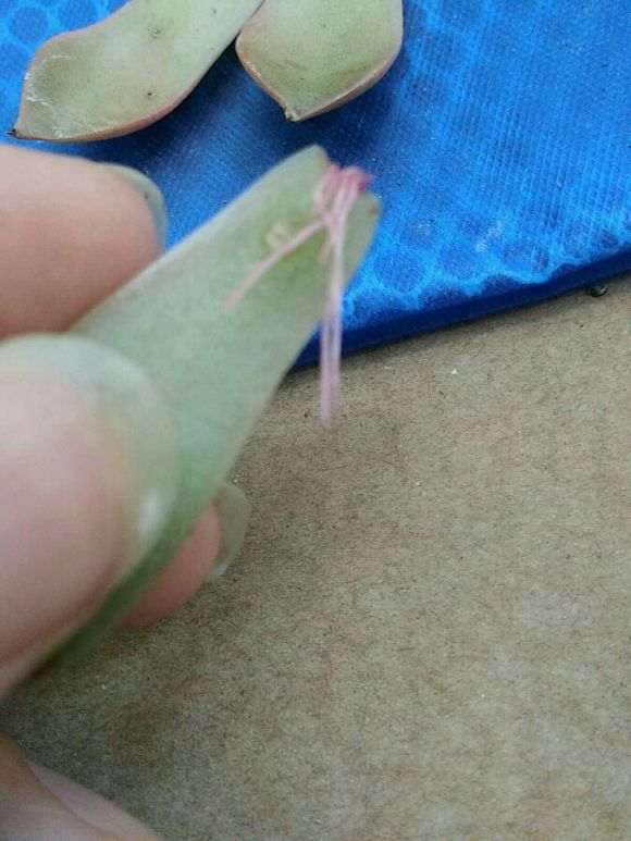 夏季多肉怎么叶插的方法