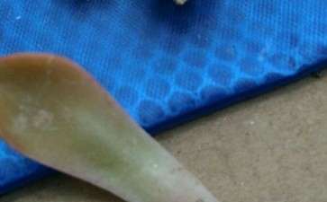 夏季多肉怎么叶插的方法 很难