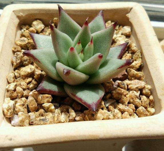 夏季多肉便宜 撑过去就赚了