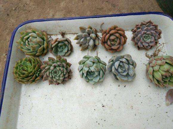 夏季多肉便宜 撑过去就赚了