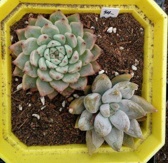 夏季多肉便宜 撑过去就赚了