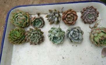 夏季多肉便宜 撑过去就赚了