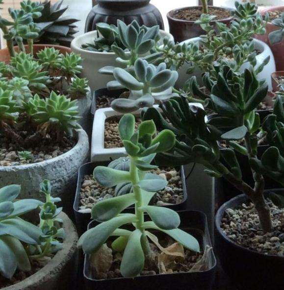 夏季我的多肉阳台一角