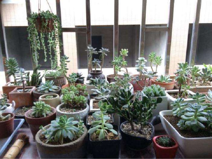 夏季我的多肉阳台一角